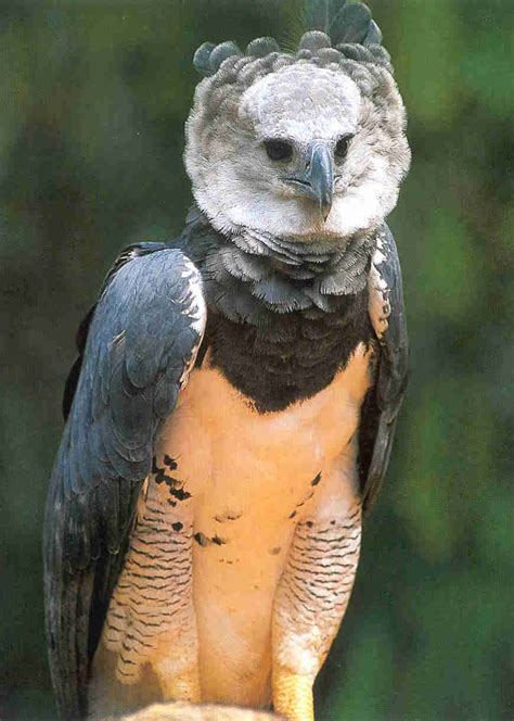 Elambiente.ron: 5 de las aves en peligro crítico de extinción: en Panamá