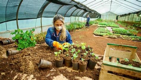 Eldorado: el Vivero Municipal continúa con la reproducción de plantines ...