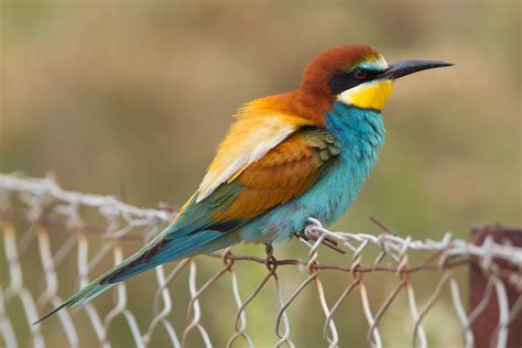 Electric Fence  European Bee eater by Jamie MacArthur on ...
