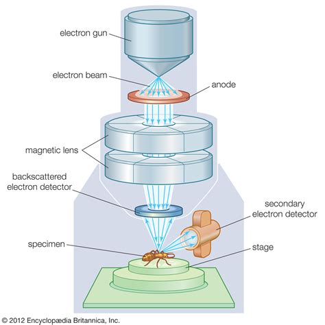 Electron Microscope: Definition, Types, Parts, Application ...