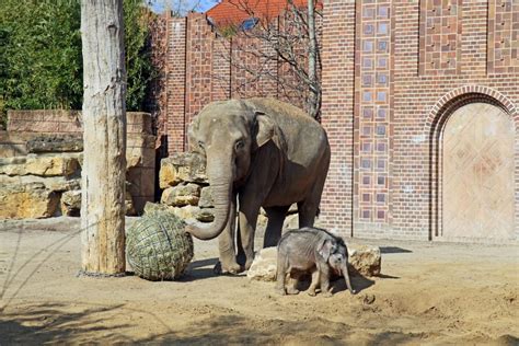 Elefantenbaby zeigte sich erstmals in der Außenanlage im Zoo Leipzig ...