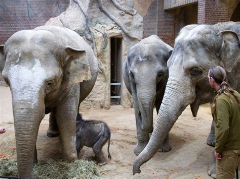 Elefantenkalb im Zoo Leipzig ist gegenwärtig stabil: LEIPZIGINFO.DE