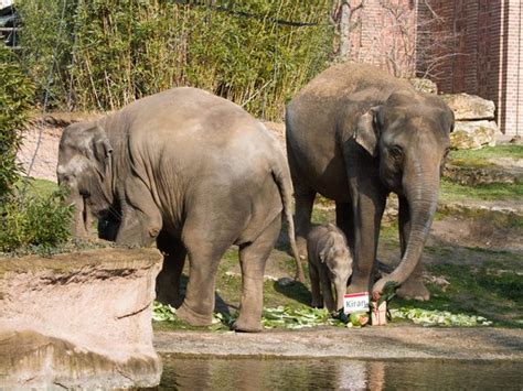 Elefantenmutter Rani wählt Namen für ihr Jungtier im Zoo Leipzig ...