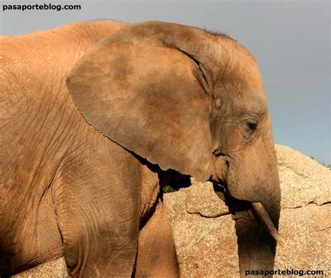 Elefantes africanos del Zoo de Valencia  con imágenes ...
