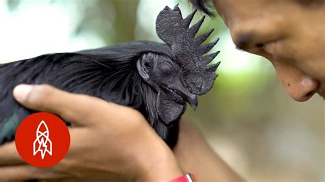 Elegantes aves negras de Asia y África   YouTube