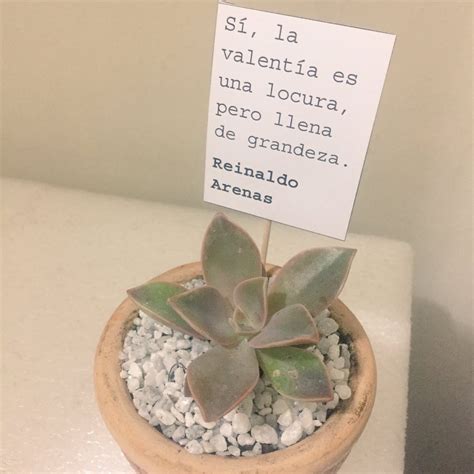 Elegí al azar una planta que me iban a regalar | Scoopnest