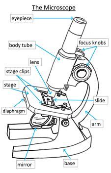 Elementary Microscope Parts Poster | Science | Elementary ...