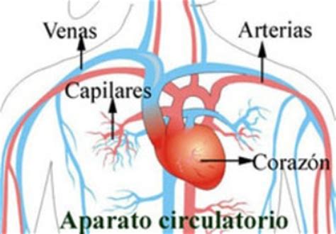 Elementos del sistema circulatorio sanguíneo : Apuntes para Estudiar