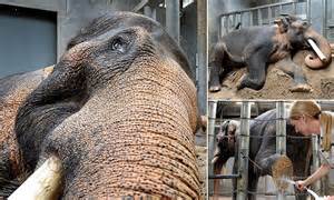 Elephant celebrates 40th anniversary at Melbourne Zoo | Daily Mail Online
