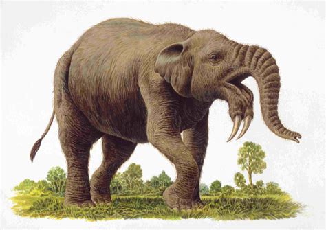 Elephant Evolution Is More Than Mammoths and Mastadons | Prehistoric ...