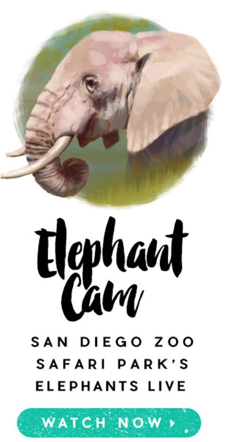 Elephant | San Diego Zoo Animals & Plants