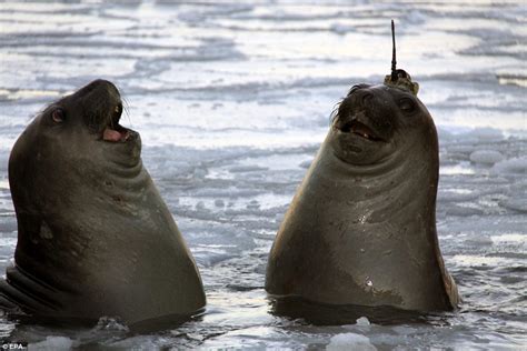 Elephant seals are fitted with satellite tracking devices ...