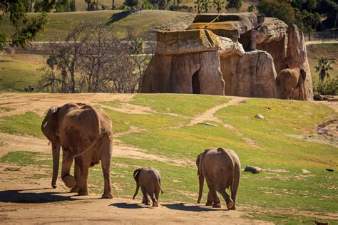 Elephant Valley at the San Diego Safari Park   Anne ...