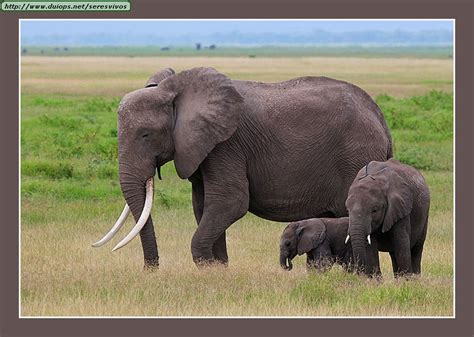 Elephants photos  II