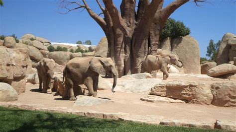 Elephants   Picture of Bioparc Valencia, Valencia ...