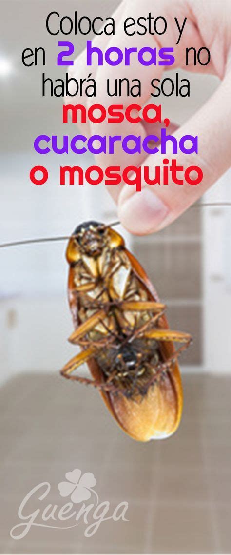 Elimina las moscas, cucarachas y mosquitos de tu casa en solo 2 horas ...