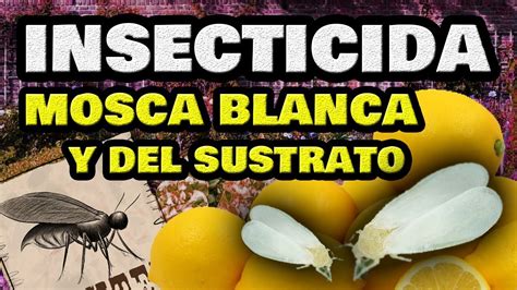 Eliminar la MOSCA BLANCA y Mosca del Sustrato  INSECTICIDA CASERO ...