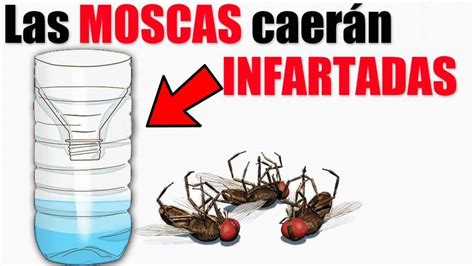 eliminar moscas   Conecta Salud
