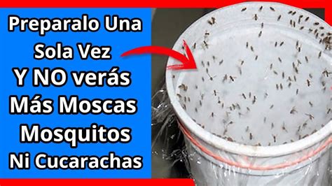 eliminar mosquitos   Conecta Salud