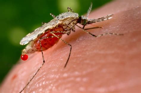 Eliminar mosquitos Control de Plagas en Valencia Termitas en Casa ...