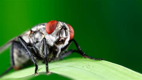 Eliminar plagas de moscas | Gimasur Control de Plagas Granada