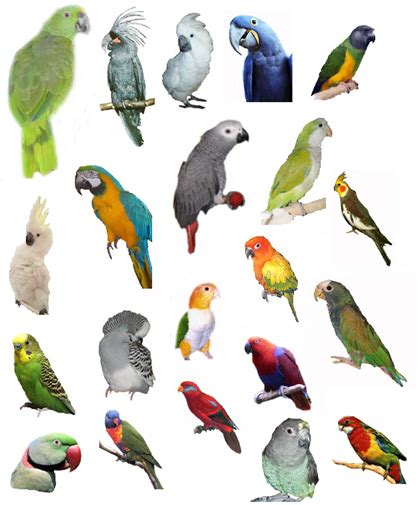 Elite Parrots Club Parrot Parrot Training Learn how ...