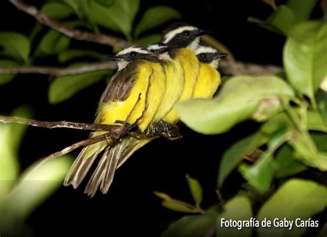 Ellas son las aves insectívoras  FOTOS + VIDEO  #ConocerEsProteger ...