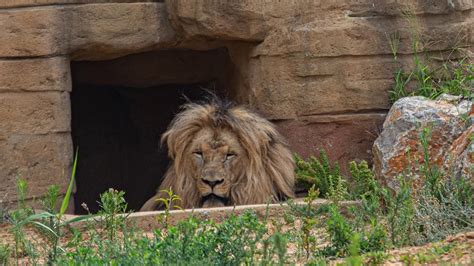 Els lleons del zoo de Barcelona han passat el coronavirus