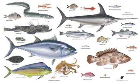 ELS PEIXOS DEL MEDITERRANI: Espècies de peixos en el mar ...