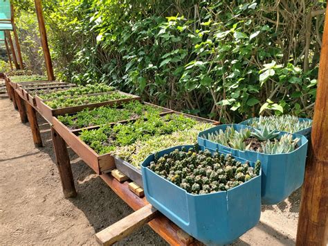 Embellece tu hogar con las plantas del vivero casa verde del Parque de ...