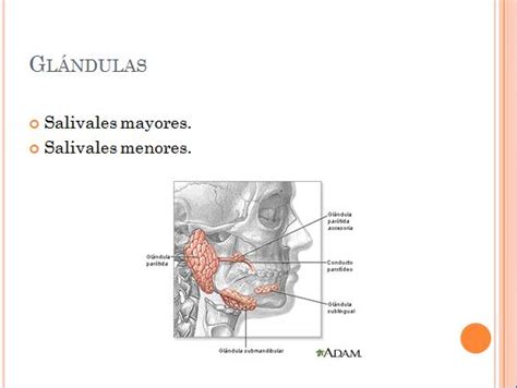 Embriologia Bucodental: Glándulas salivares