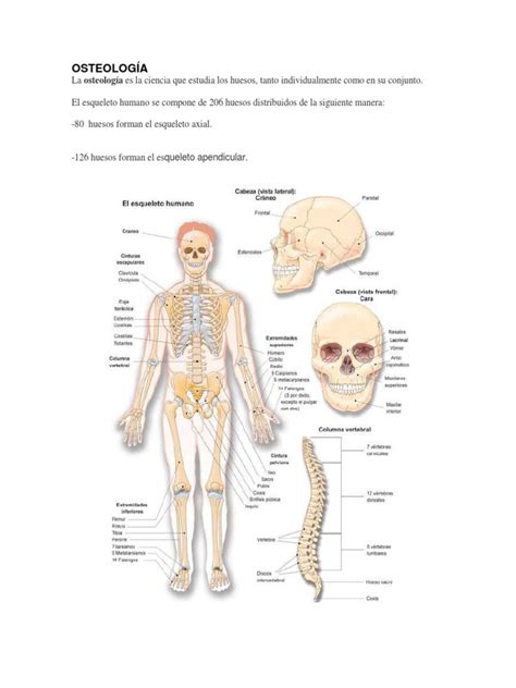 EMBRIOLOGIA DEL SISTEMA OSEO.docx | Médula ósea | Hueso