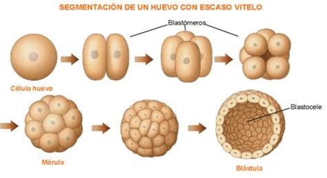 Embriología: Segmentación del cigoto.