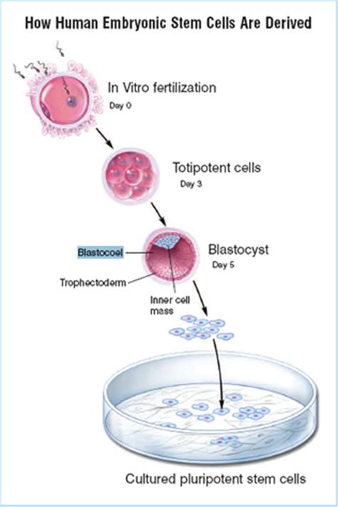 Embryonic Stem Cells | stemcells.nih.gov