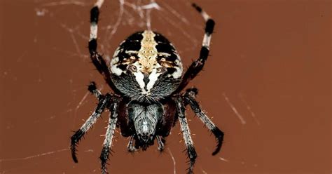 Emiten alerta por peligrosa araña venenosa  VIDEO  | EL DEBATE