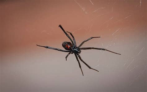 Emiten protocolo de seguridad ante picaduras de arañas ...