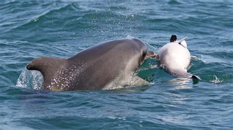 Emotivas imágenes de una delfín hembra ‘llorando’ por su ...