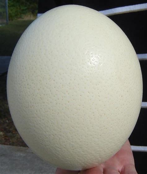 Empty Ostrich Eggs Imported from South Africa