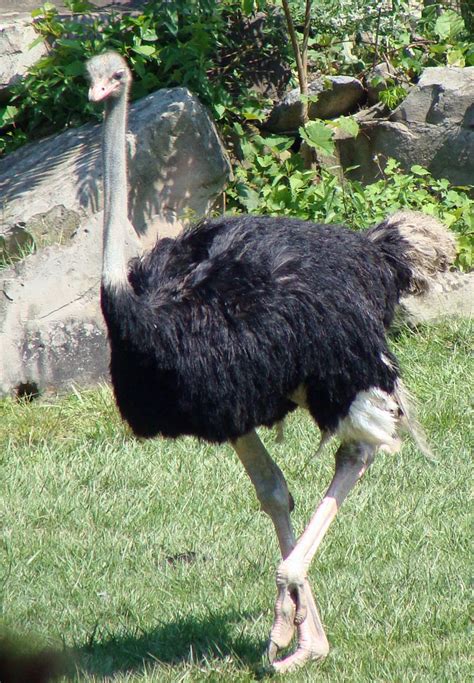 Emu Picture