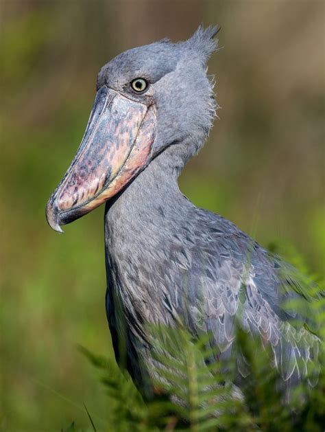 emuwren | Shoebill, Shoebill stork, Balaeniceps rex