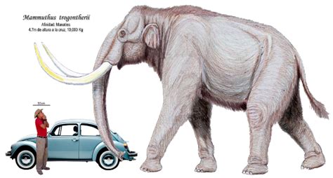 En 5 años podríamos tener mamuts de nuevo en la Tierra   Cuantos ...