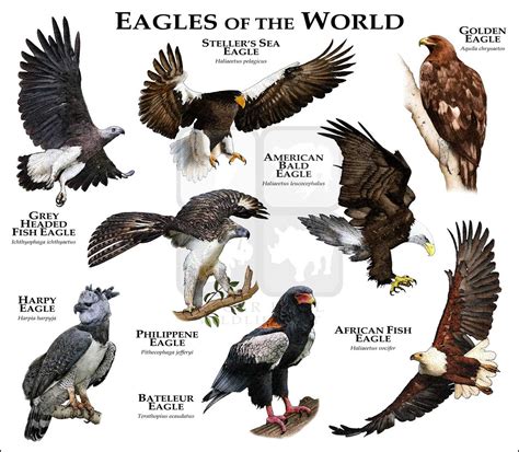 En alas de las águilas. Las 7 águilas más poderosas del mundo.