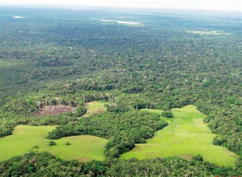 En Brasil, la selva amazónica continúa cediendo a la ...