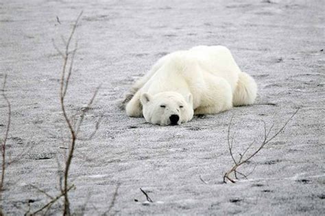 En busca de comida, oso polar viaja 800 km