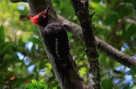 En búsqueda del pájaro carpintero negro en la Cordillera de Nahuelbuta ...
