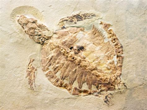 ¿En dónde se encuentran fósiles de dinosaurios ?   ¿Lo Sabías?