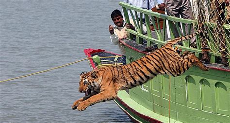 En el año 2022, los hermosos tigres se habrán extinguido de la Tierra ...