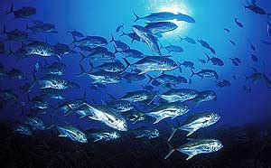 En el último siglo se redujo un 90% el volumen de peces de ...