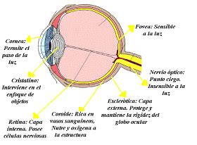 En esta imagen podemos ver las diferentes partes del ojo y ...