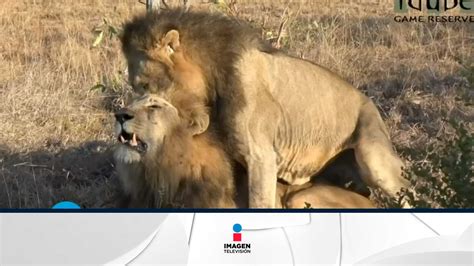 En Kenia acusan a dos leones de ser gays Imagen Televisión